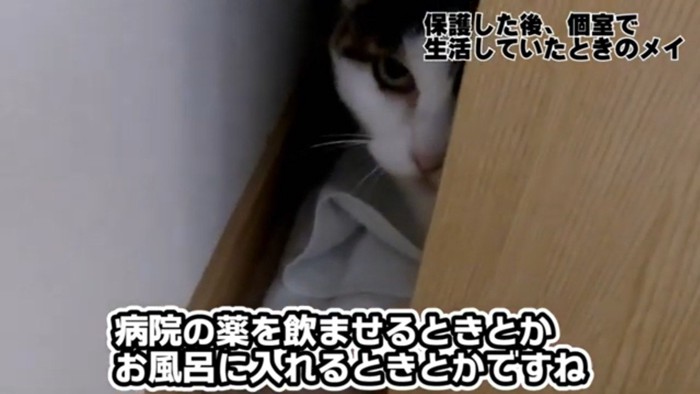 隠れるメイちゃん