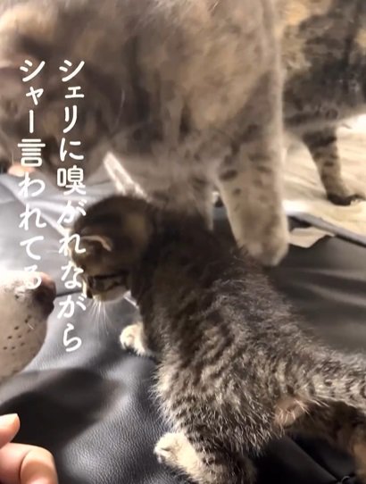 左を向いて伏せる子猫