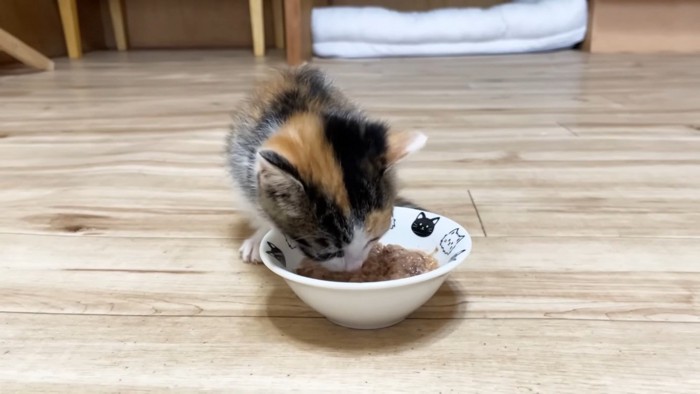 ウェットフードを食べる子猫
