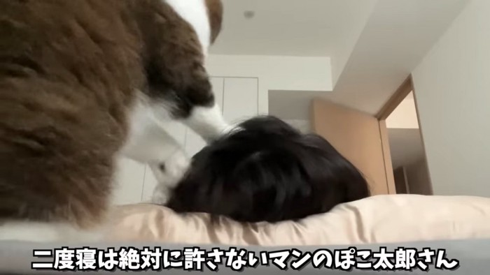 髪の毛を掘る猫