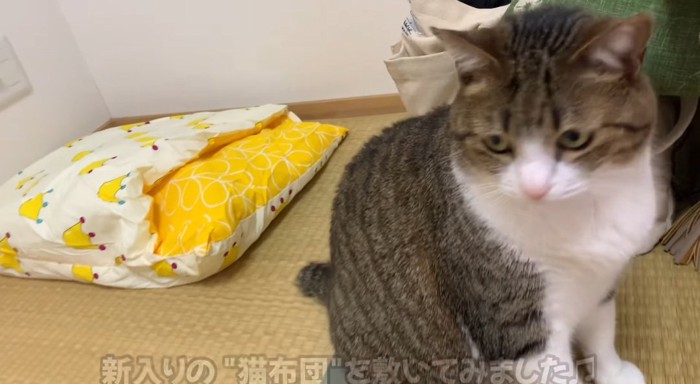 座っている猫