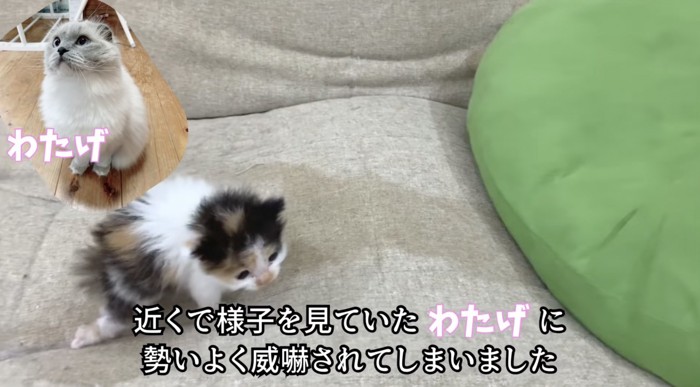 下を向く子猫