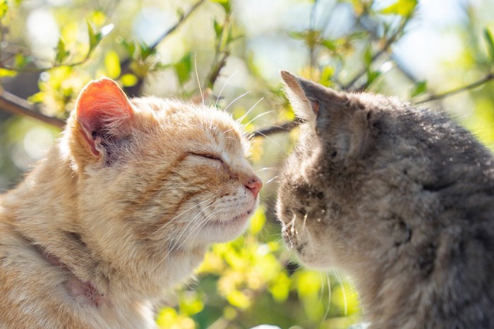 野良猫の挨拶
