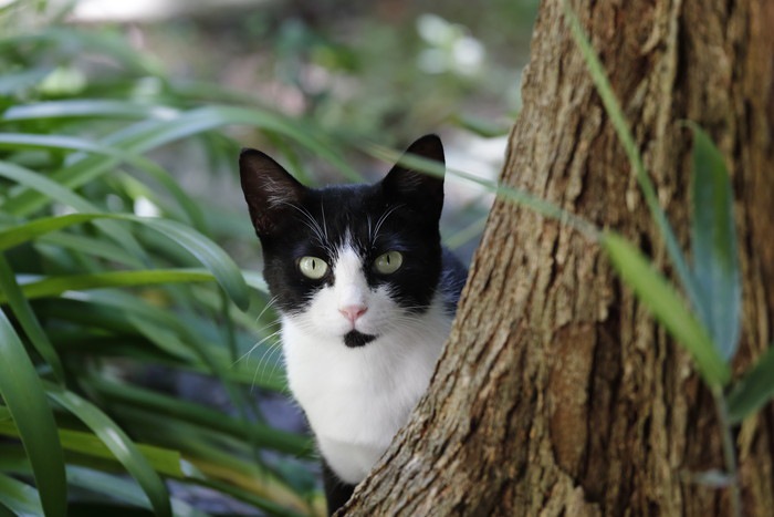 庭木の幹から覗く猫