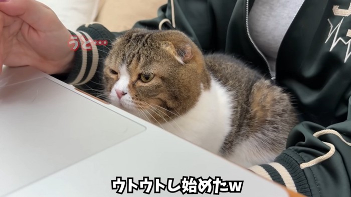 眠そうな顔の猫