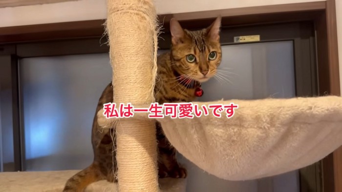 座る猫