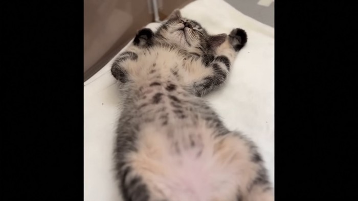 仰向けの子猫