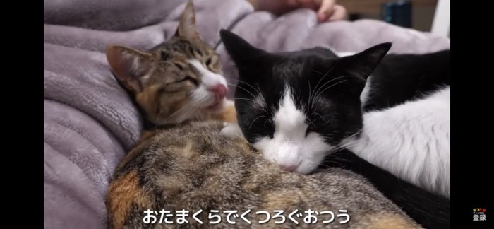 仲良く寄り添って眠る猫