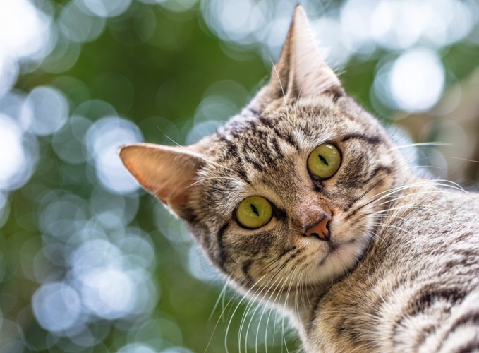 真顔で見下ろす猫