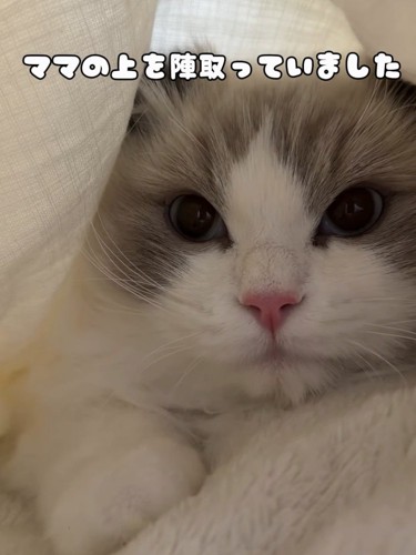 布団の中にいる猫