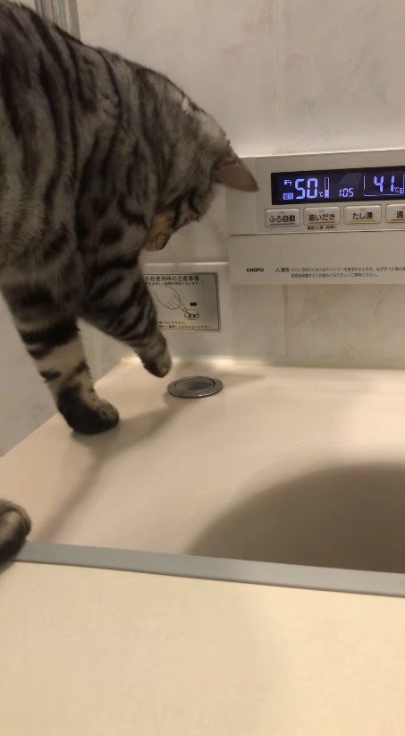 排水栓に前足を近づける猫