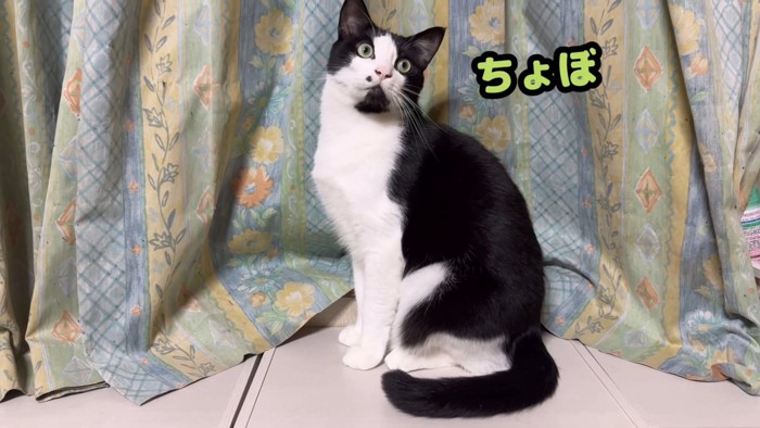 おすわりする猫