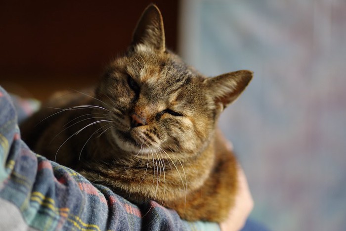 飼い主の膝の上に乗って抱かれている猫