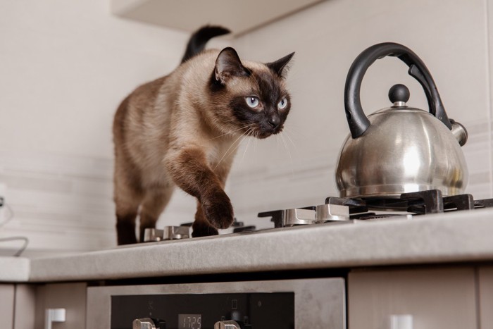 ガス台の上の薬缶と猫