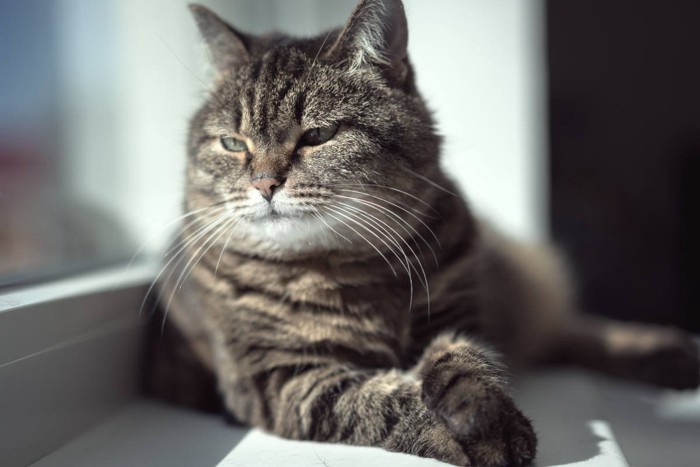窓辺にたたずむ猫