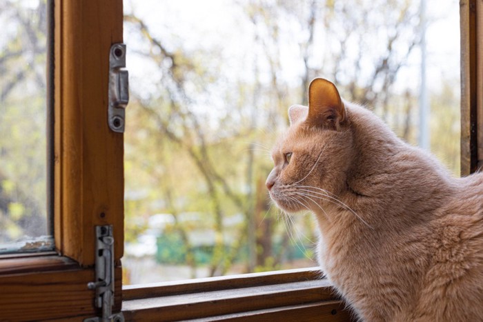 .飼い主の帰りを待つ猫