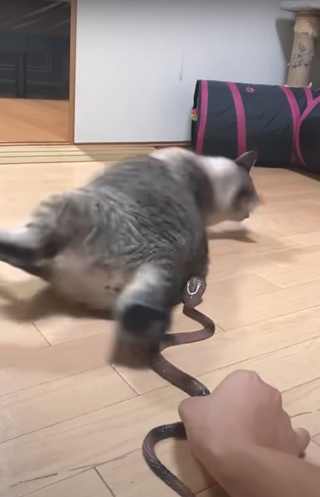 飛び起きる猫