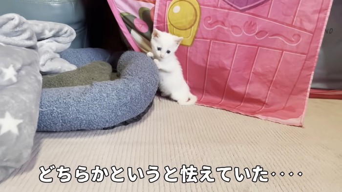 おびえる子猫