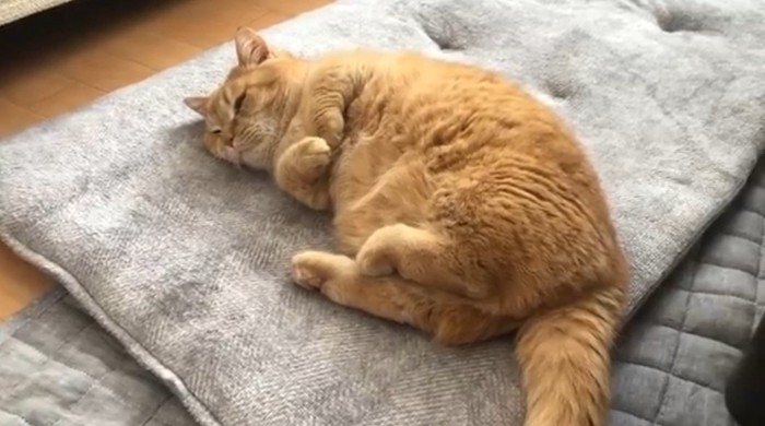 眠そうなマンチカン猫