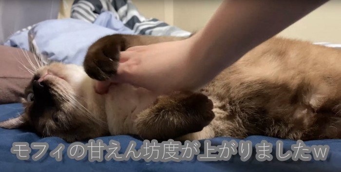 ひっくり返る猫