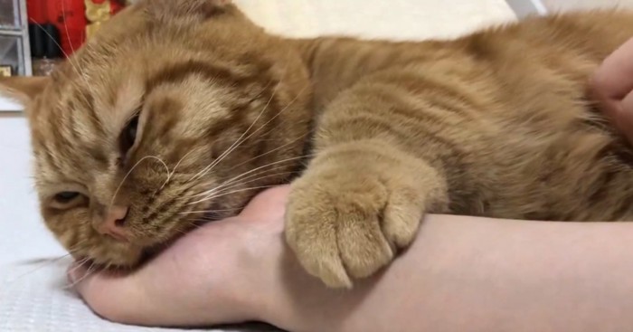 甘える猫