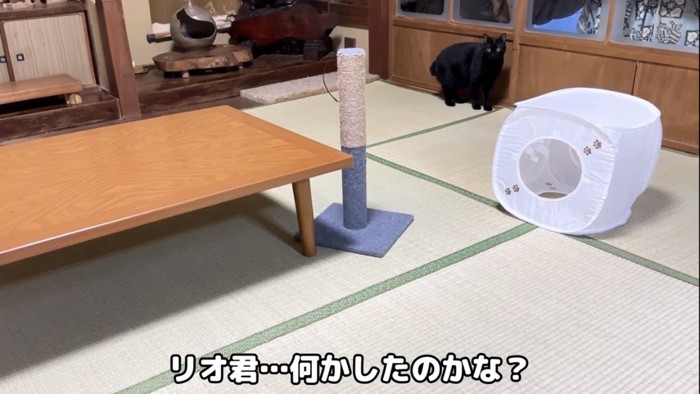 部屋の中で過ごす猫