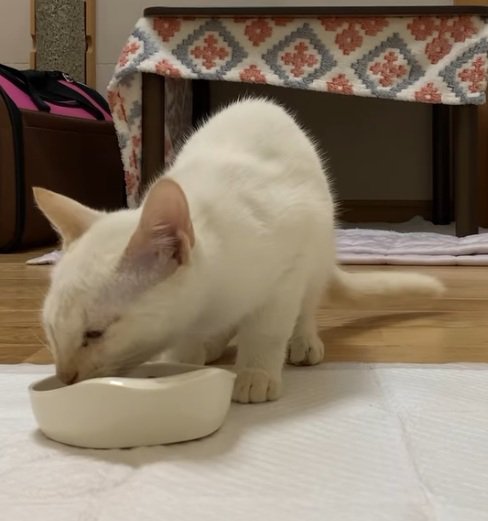 ご飯を食べている子猫