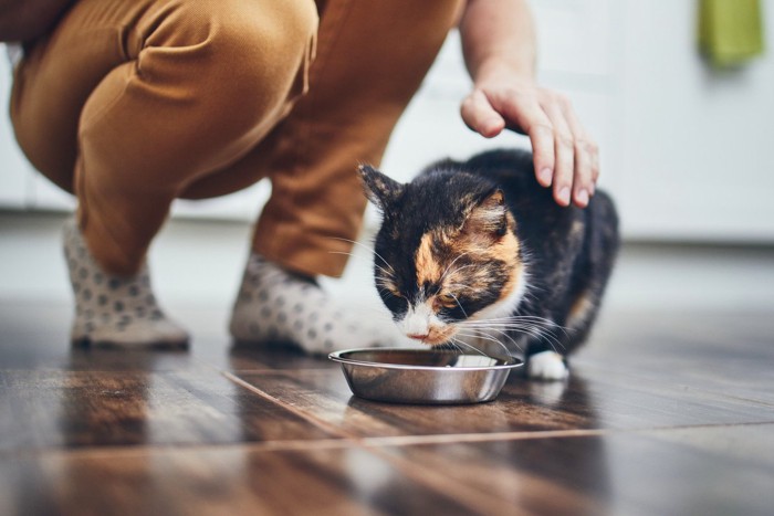 食事中の猫と隣に座る人