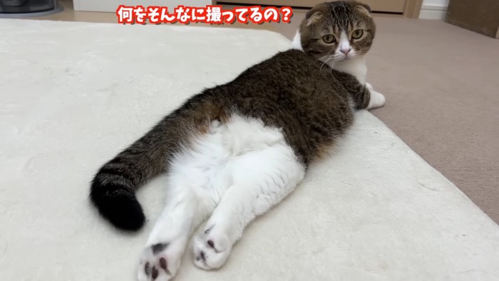 後ろ足を伸ばして寝そべり後ろを向く猫