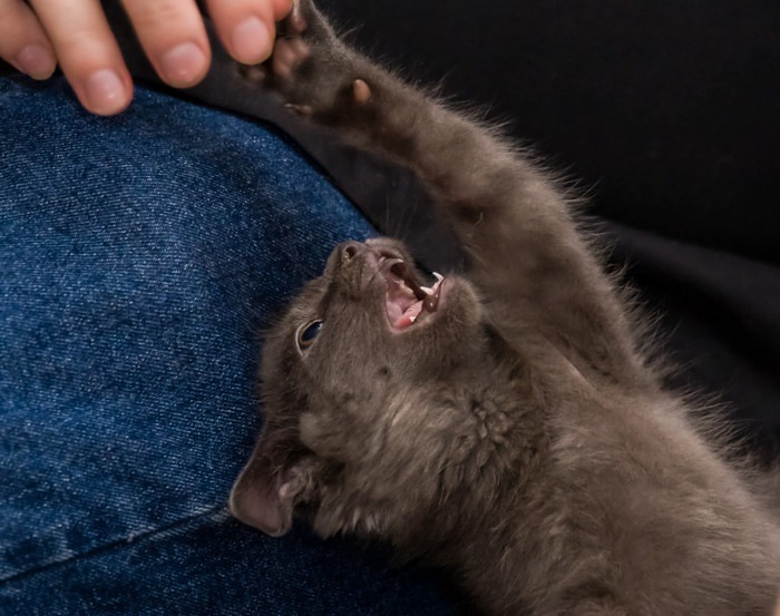 鳴きながら要求する猫