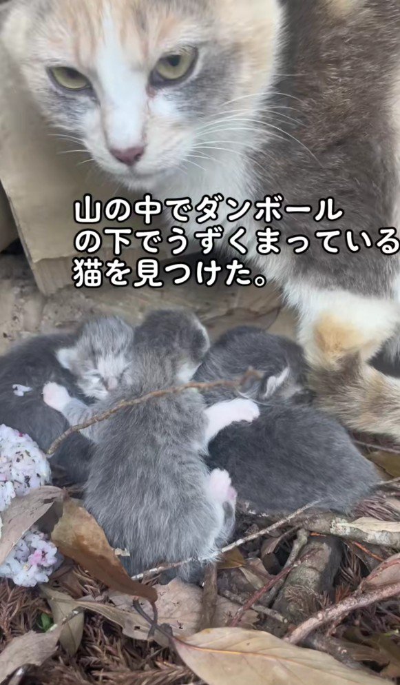 母猫と子猫