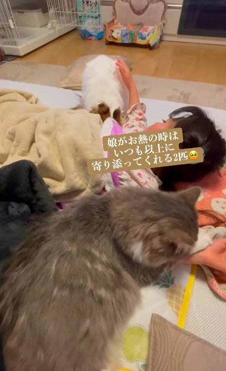 寝込んでいる女の子のそばにいる2匹のスコティッシュフォールド