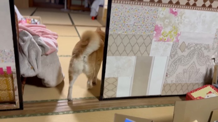 ももちゃんの後ろ姿