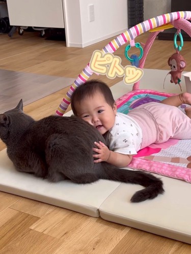 猫に顔をくっつける赤ちゃん