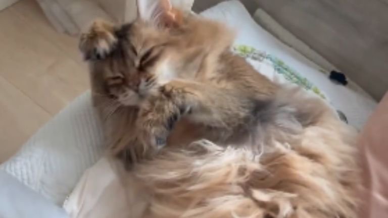 寝ている猫