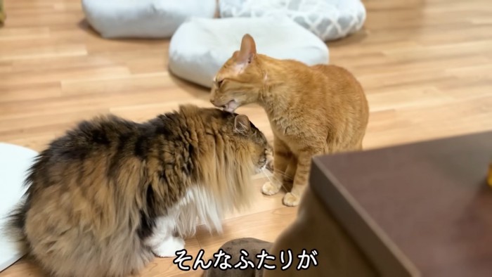 長毛猫をなめる短毛猫