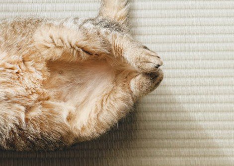 へそ天で眠る猫(足元アップ)