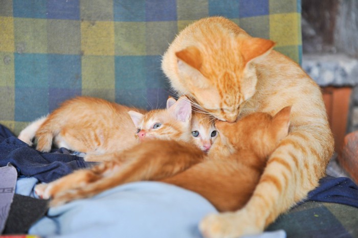 母猫と子猫たち