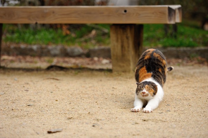 地面の上で伸びをする猫