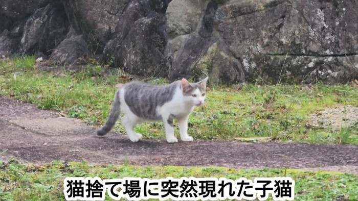 外にいる子猫