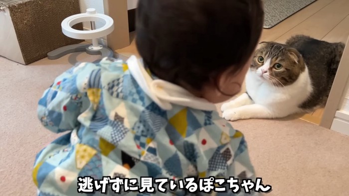 赤ちゃんの後ろ姿と赤ちゃんを見る猫