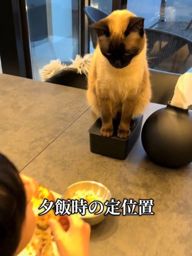 箱の上に乗る猫