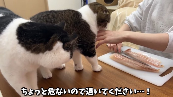 まな板の鯛を見る2匹の猫