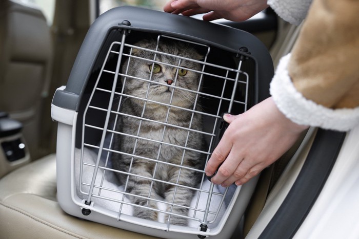 車内に入ろうとする猫と飼い主