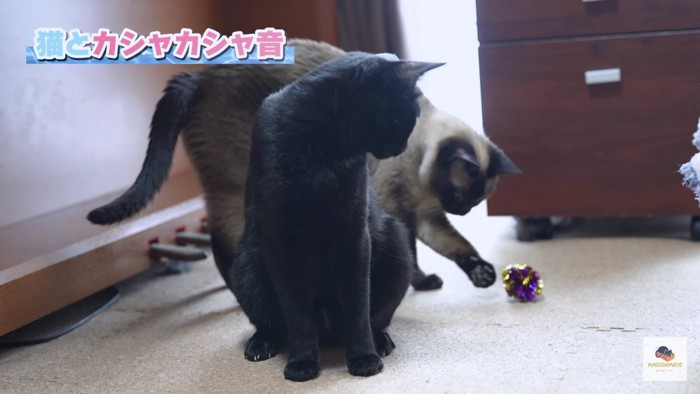 オモチャで遊ぶシャム猫を見る黒猫