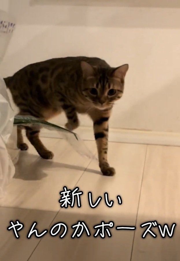 カメラに寄ってくるとらきちちゃん