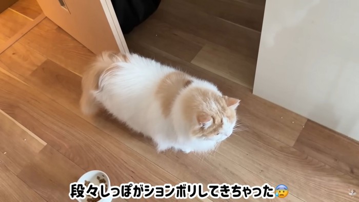 テロップ「段々しっぽが~」