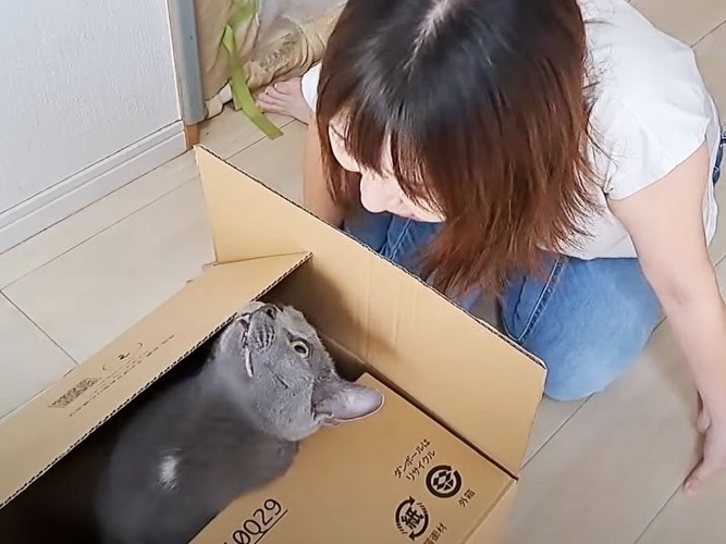 箱に顔を近づける飼い主さん