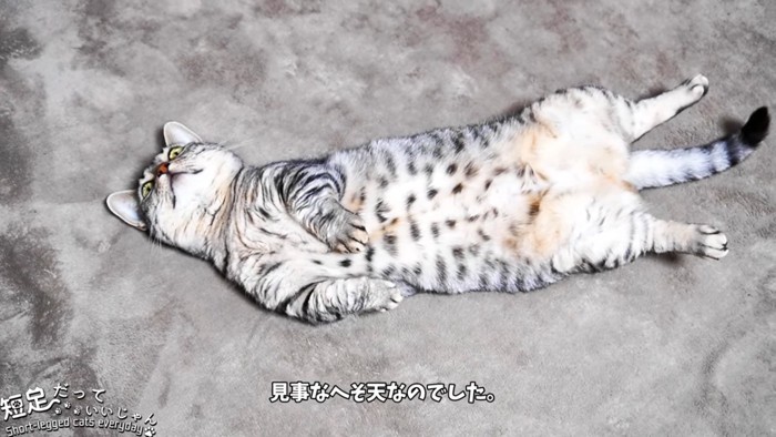 仰向けの猫