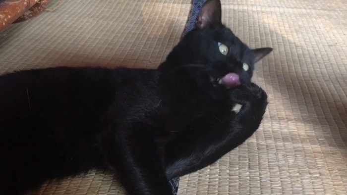 毛づくろい